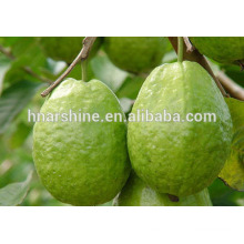 ISO Certified Psidium guajava Экстракт, изготовленный в экстракте листьев гуавы Китая, натуральный экстракт гуавы